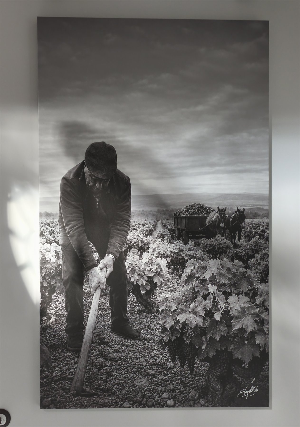 Imagen histórica de la vendimia que se conserva en la casa