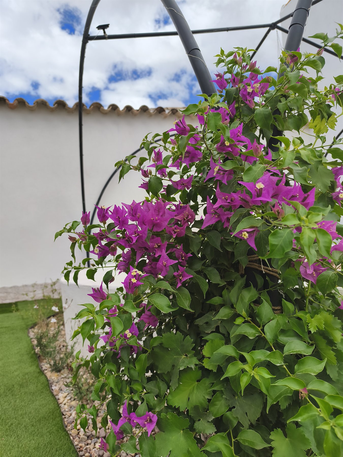 Buganvilla en flor en el patio
